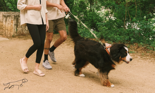 Couple walking a dog on dirt trail.