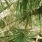 a close-up of some plants