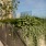fresh greenery near stairs